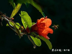 五月榴花红似火