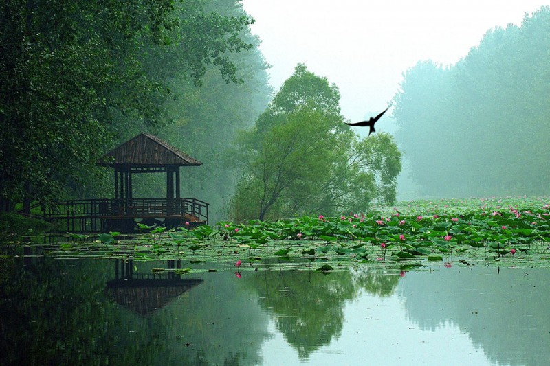 滕州微山湖湿地红荷风景区